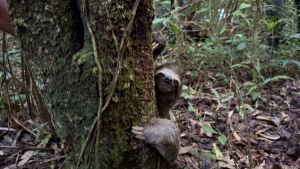 Bicho-preguiça resgatado é solto na natureza após recuperação em Registro
