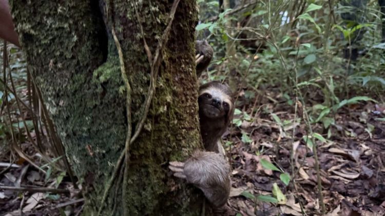 Bicho-preguiça resgatado é solto na natureza após recuperação em Registro