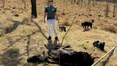 Vereador denuncia abandono de animais no Recreio Campestre em São Carlos