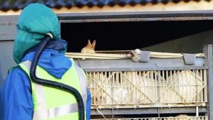 Gripe aviária: Argentina confirma novo surto em aves comerciais