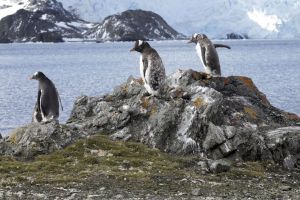 Nível de gelo marinho tem baixa recorde na Antártida e preocupa