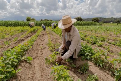 Agricultura familiar terá R$ 76 bilhões para produção de alimentos