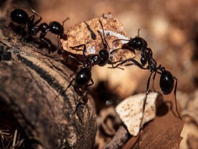 Além de fazerem parte da cadeia alimentar, os insetos atuam no controle de pragas no planeta © Vitor Paiva