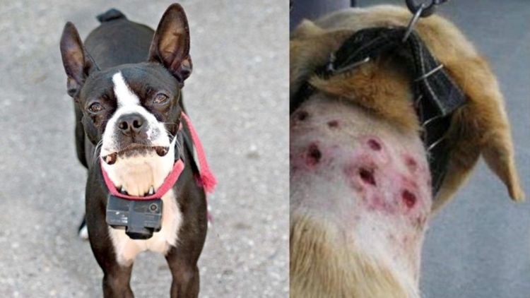 Proibido o uso de coleiras de choque em São Carlos: Projeto de Lei de Elton Carvalho e Bruno Zancheta é aprovado na Câmara*