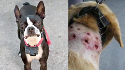 Proibido o uso de coleiras de choque em São Carlos: Projeto de Lei de Elton Carvalho e Bruno Zancheta é aprovado na Câmara*