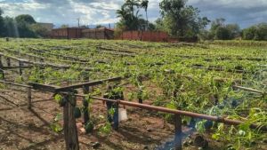 Produtores rurais atingidos por temporal na região de Ribeirão Preto poderão obter até R$ 150 mil em linha de crédito emergencial do Governo de SP