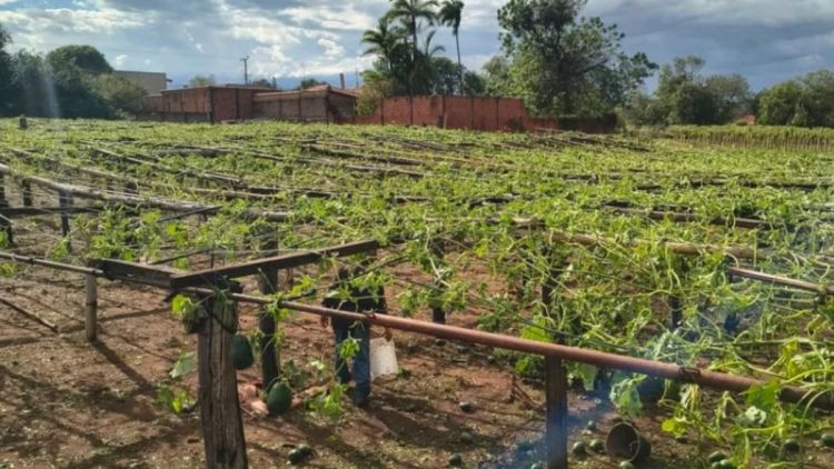 Produtores rurais atingidos por temporal na região de Ribeirão Preto poderão obter até R$ 150 mil em linha de crédito emergencial do Governo de SP