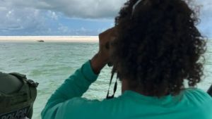 Elefante-marinho volta a ser avistado no litoral alagoano