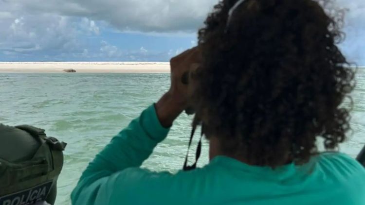 Elefante-marinho volta a ser avistado no litoral alagoano