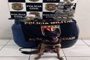 Drone e cão farejador ajudam Dise a localizar tonéis com maconha no interior de SP