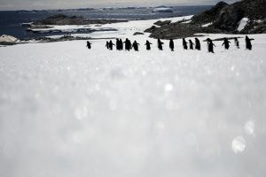 Derretimento de gelo da Antártida ameaça existência de pinguins