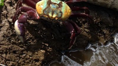 Calendário de defeso do caranguejo-uçá começa dia 18 próximo