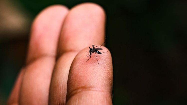 Casos de dengue despencam 98% em São Carlos em comparação com 2025