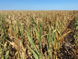 Agricultores dos EUA planejam “pesar no milho” em 2023, apesar dos riscos