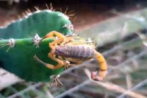Escorpiões-amarelos aparecem na região do Bicão