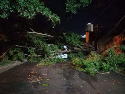 Forte chuva em Araraquara derruba árvores e causa estragos