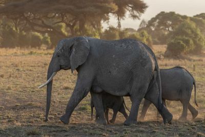 Turista morre esmagado por elefantes ao tirar foto em Parque Natural