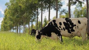 Novos protocolos estabelecem práticas de baixo carbono na produção de leite