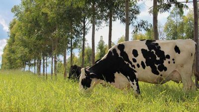 Novos protocolos estabelecem práticas de baixo carbono na produção de leite