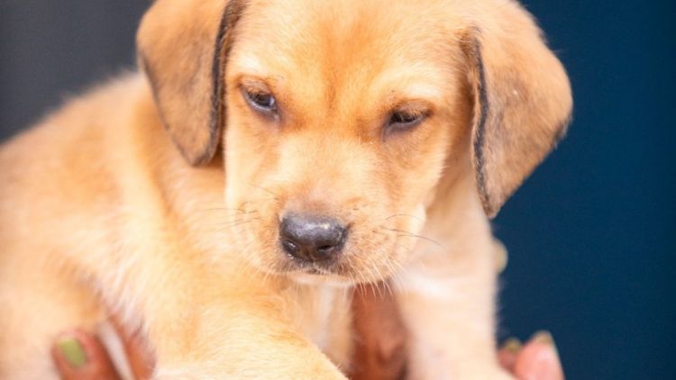 Canil Municipal realiza feira de adoção de cães e gatos no próximo sábado
