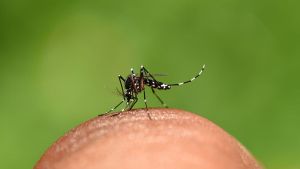 São Carlos registra 19.742 casos confirmados de dengue