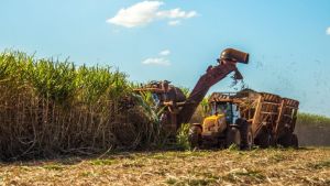 Superávit do agro paulista registra mais de US$ 8 bilhões em cinco meses