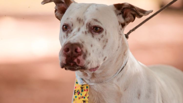 Sábado tem feira de adoção Pet no Canil Municipal