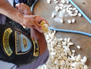 Polícia Militar Rodoviária apreende cocaína dentro de batatas