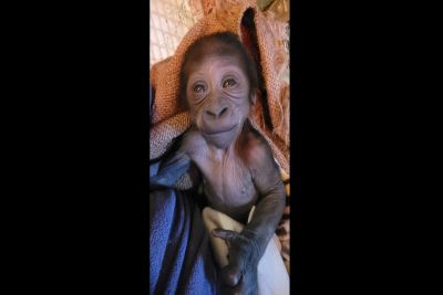 Mãe gorila rejeita filho recém-nascido; zoo teve que intervir