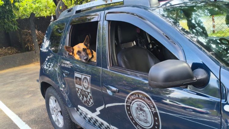 Cão farejador da Guarda Municipal localiza grande quantidade de drogas no Santa Angelina