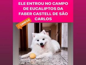 Família procura cão desaparecido na região da Mapfre em São Carlos