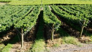 Festival de Nova Veneza lança vinho para celebrar a 20ª edição da festa