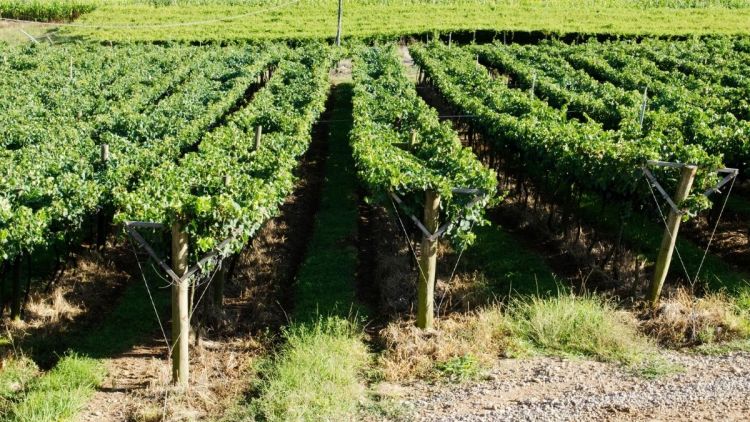 Festival de Nova Veneza lança vinho para celebrar a 20ª edição da festa