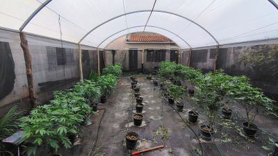Denúncia anônima leva PM a apreender mais de 2,6 quilos de maconha em residência de São Carlos