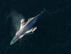 Mineração em águas profundas pode atrapalhar comunicação das baleias, revela estudo