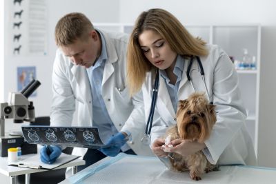 Aliança estratégica em educação continuada fomenta o mercado veterinário