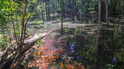 Dinossauros viveram na Amazônia, descobrem pesquisadores de Roraima