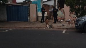 Guarda Municipal age após denúncia e interrompe agressões contra animais no Jardim Cruzado