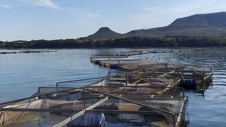 Chega ao mercado o Terpenia Acqua, produto natural que acelera o crescimento e promove a saúde da tilápia