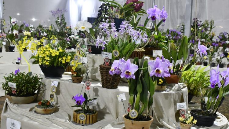 Secretaria abre inscrições para curso gratuito de cuidados com Orquídeas