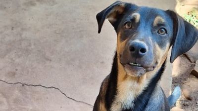 Shopping Iguatemi São Carlos promove ação “Adote ou Ajude” em parceria com ONG Luz dos Bichos