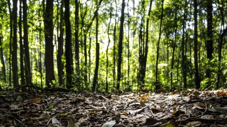 Produção florestal do país cresce 16,7% e chega a R$ 44,3 bi em 2024