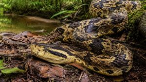 Pesquisadores da USP São Carlos descobrem como atua uma das principais toxinas do veneno da surucucu