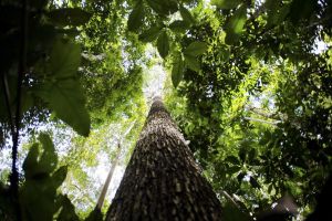 Feira em Brasília discute futuro sustentável da Amazônia