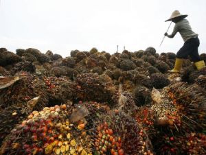 Indonésia deve atingir meta de replantio de óleo de palma, diz autoridade