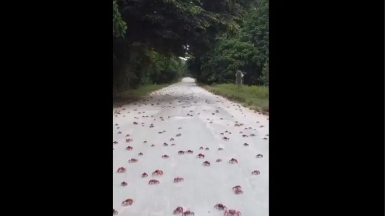 Milhares de caranguejos pintam Austrália de vermelho em migração anual