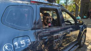 Guarda Municipal apreende grande quantidade de drogas no bairro Santa Angelina