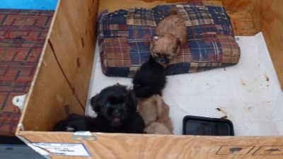 Ação Fiscalizatória apreende 12 cães em criadouro clandestino em São Carlos