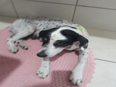 Família procura cachorra desaparecida no Parque Novo Mundo