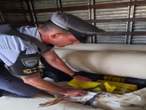 Polícia Militar Rodoviária apreende 1,8 toneladas de maconha